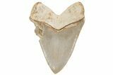 Serrated, Fossil Megalodon Tooth - Indonesia #214948-1